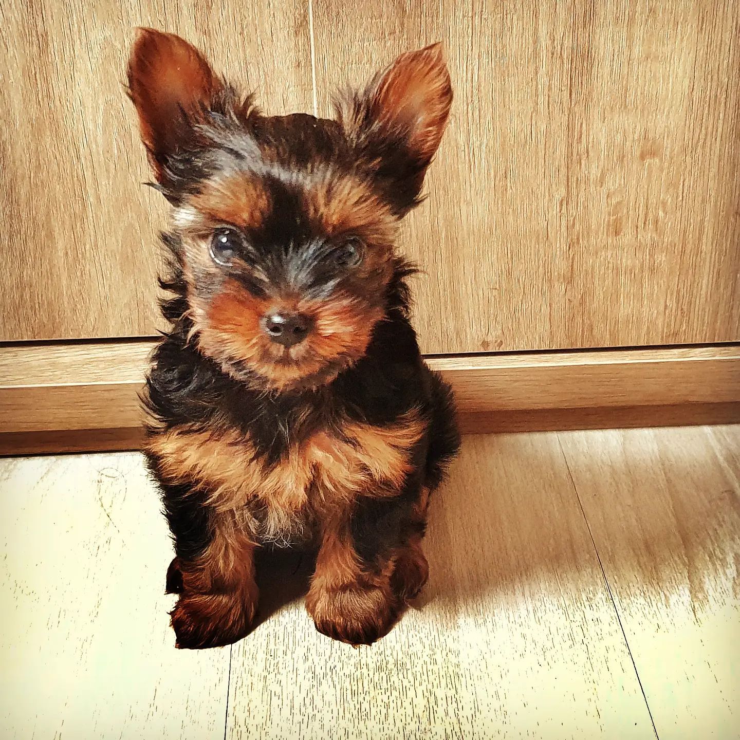 Copper - Yorkshire Terrier Puppy